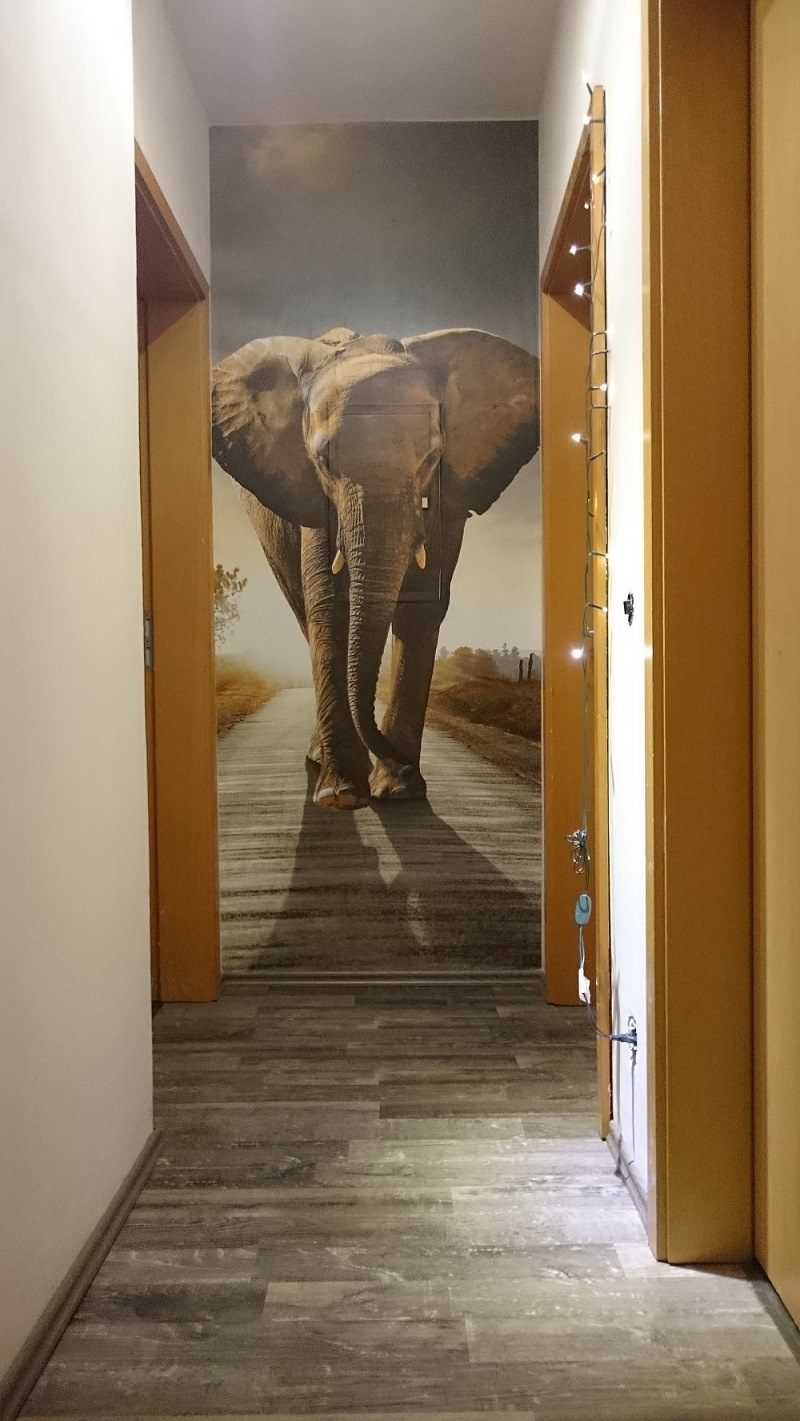 vliesová fototapeta na zeď Slon